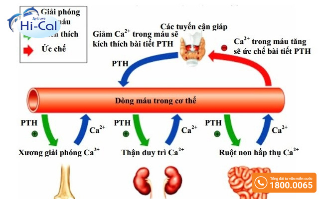 Sử dụng thuốc tăng chuyển hóa trong điều trị loãng xương khi không đáp ứng với các thuốc điều trị hoặc loãng xương do glucocorticoid 